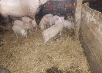 Prosięta mięsne PBZ