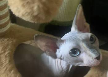 Sfinks Kanadyjski. Koteczka do odbioru. Rodowód