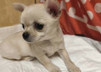 Sunia Chihuahua FCI