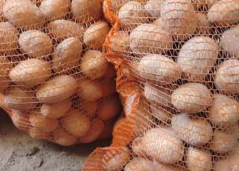 Ziemniaki sadzeniaki i jadalne odmiana Wega