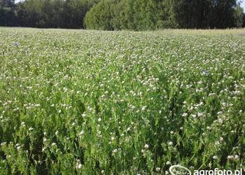 Seladera zbiór 2025