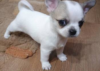 Chihuahua słodki piesek