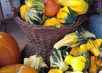 Dynie jadalne, ozdobne i halloween