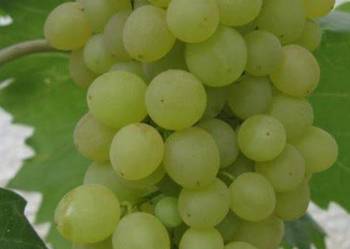 Winogron bezpestkowy Kiszmisz 342. Sadzonki winorośli. Winogron bezpestkowy Kiszmisz 342. Sadzonki winorośli.