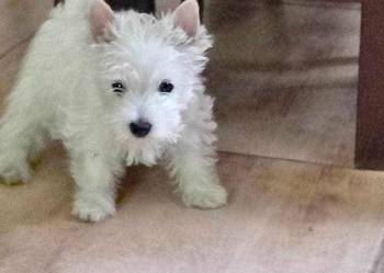 West Highland White Terrier piesek