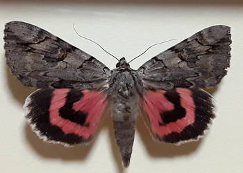 Motyl w ramce 12 x 10 cm . Catocala electa 70 mm .