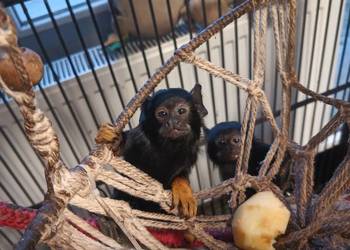 Tamaryna złotoręka