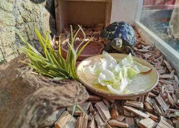 Sprzedam żółwia i terrarium. Sprzedam żółwia i terrarium.