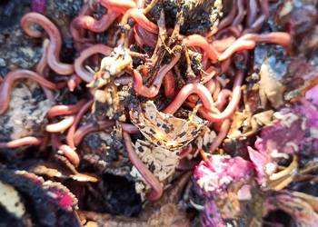 Czerwone robaki dla wędkarzy