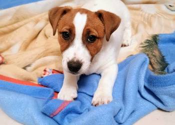 Piesek Jack Russell Terrier FCI ZkwP