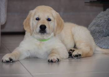 Szczenięta Golden Retriever ZKWP FCI