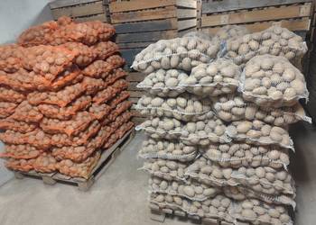 Ziemniaki jadalne Ignacy i Catania