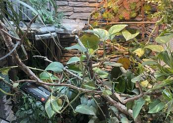 Terrarium kameleon/gekon/felsuma