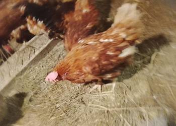 Kury nioski sprzedam