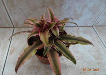 skrytokwiat Pink Starlight