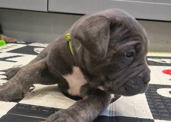 Cane Corso rodowodowe