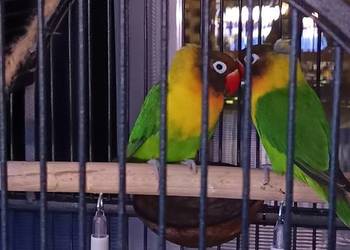 Papużka nierozłączka, dobrana para