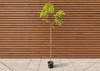 Robinia akacjowa 'Frisia', wys. 300 cm, szczep. 180 cm