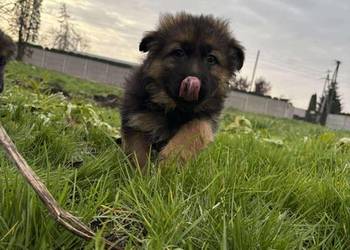 Szczeniaki owczarka niemieckiego