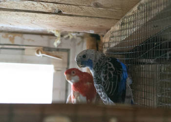 Papugi Rozella Królewska para