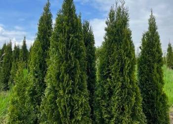 TUJA SMARAGD 275-300CM THUJA SZMARAGD 275-300CM DOSTAWA GRATIS!