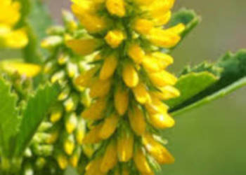 NOSTRZYK Melilotus Indicus  - NASIONA 100g