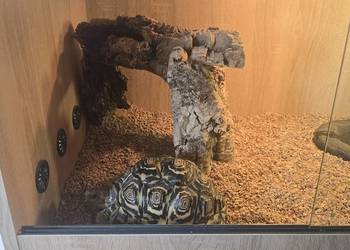 Żółw lamparci i terrarium
