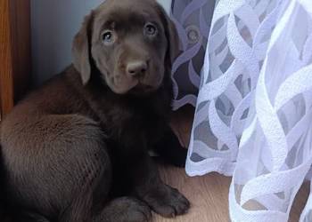 pieski Labrador czekoladowy i czarny szczeniaczek