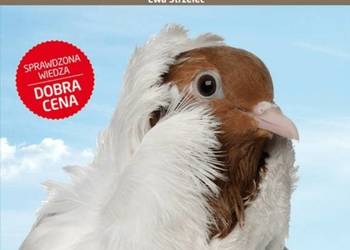 Gołębie. Chów i hodowla.