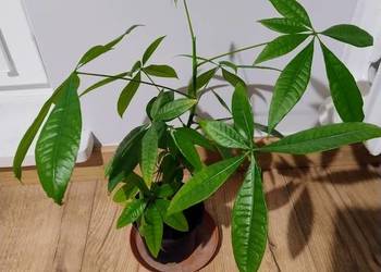 Pachira wodna, Pachira aquatica 45 cm