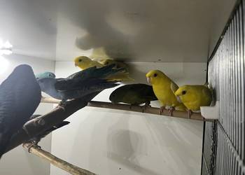 stokówki prążkowane katarzynki