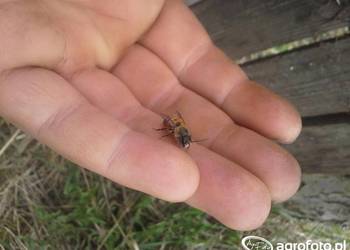 Murarka Rogata kokony