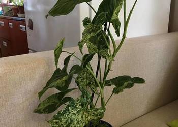 Syngonium Motled mojito