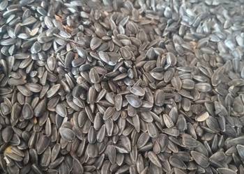 Słonecznik ziarno na olej