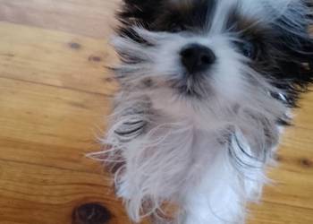 Sprzedam pieska miniaturkę Yorkshire Terrier Bewer