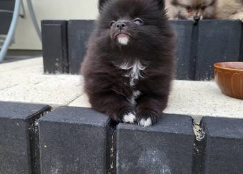 szpic miniaturka pomeranian