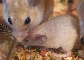 Kolcomyszy skalne Acomys cahirinus