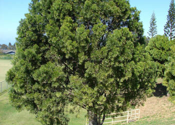 PODOCARPUS GRACILIOR Podocarpus gracilior - NASIONA 100g