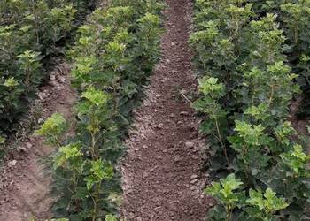 Porzeczka czerwona czarne patyki liście sadzonka