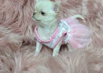 *** Gotowa Do Odbioru *** Przepiękna Dziewczynka Chihuahua ***