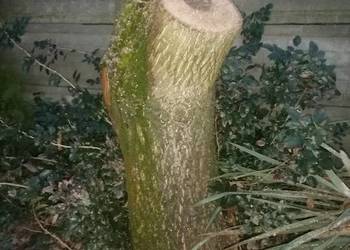 Pień orzecha włoskiego.