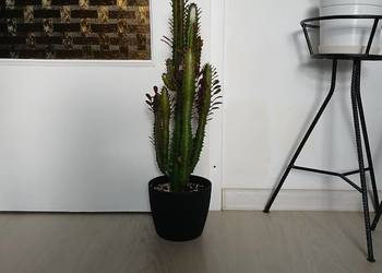 Euphorbia Trigona Rubra 60 cm wilczomlecz bordowy