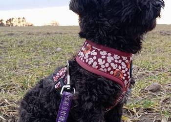 Ładny prezencyjny piesek o imieniu Ace Man rasy Rosyjska Bolonka Kolorowa