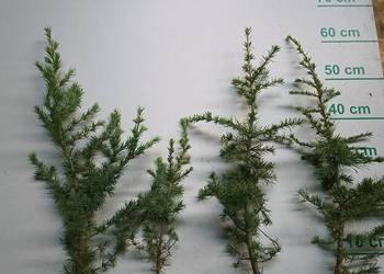 Cedr libani / himalajski 30 cm 60 cm