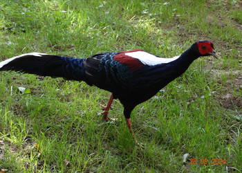 Sprzedam Bażanty Swinhoe Kiśćce Tajwańskie (Bażant) z 2025 - Samce i Samice Sprzedam Bażanty Swinhoe Kiśćce Tajwańskie (Bażant) z 2025 - Samce i Samice