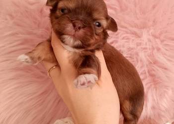 Czekoladowa suczka rasy Shih-Tzu