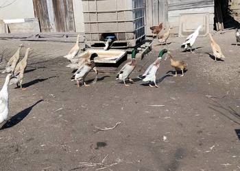 Biegusy indyjskie niespokrewnione 2025r.