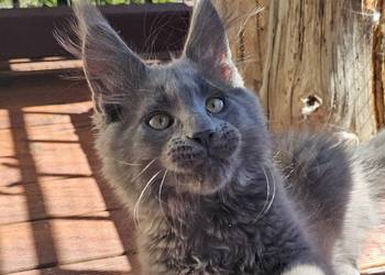 Niebieski Maine Coon - FPL