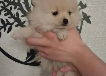 szpic mały - suczka