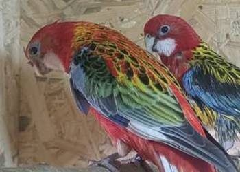 Para rozelli białolice